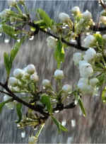 میزان بارش های اخیر در خوزستان اعلام شد