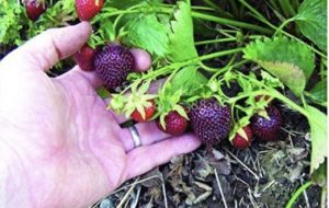 روزانه یک تن توت از باغات بهبهان برداشت  می‌شود