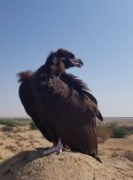 بازگشت یک بهله کرکس (لاشخور) به دامن طبیعت بهبهان