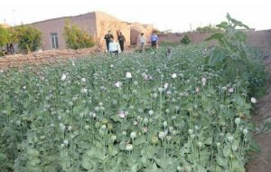 کشف مزرعه خشخاش در شهرستان بهبهان