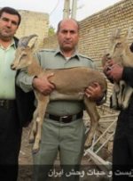 نحوه شهادت  مسئول منطقه حفاظت‌شده خائیز در درگیری با شکارچیان متخلف