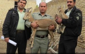 نحوه شهادت  مسئول منطقه حفاظت‌شده خائیز در درگیری با شکارچیان متخلف
